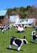 Outstanding in her field...of more cows